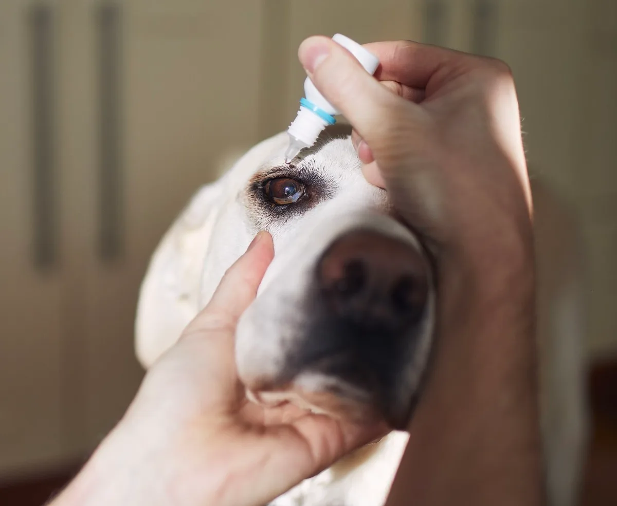administering eye drops to a dog