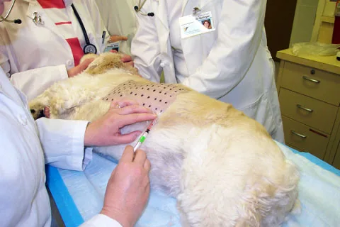 allergen-specific immunotherapy for dogs