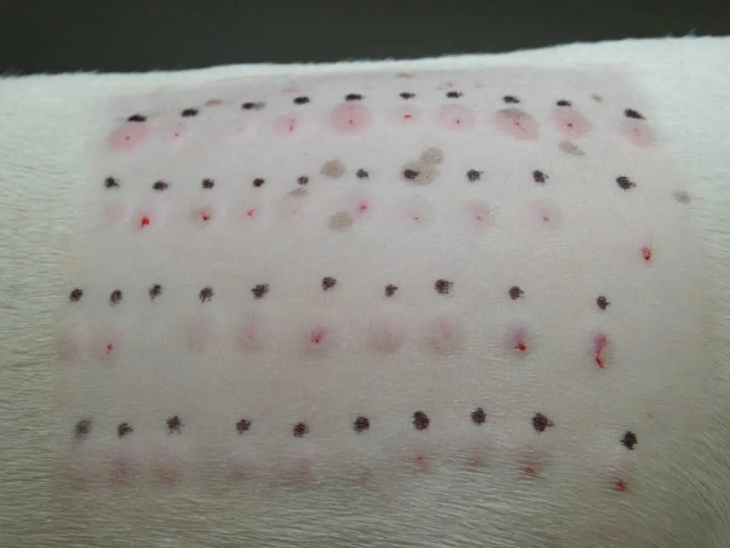 allergy testing for dogs