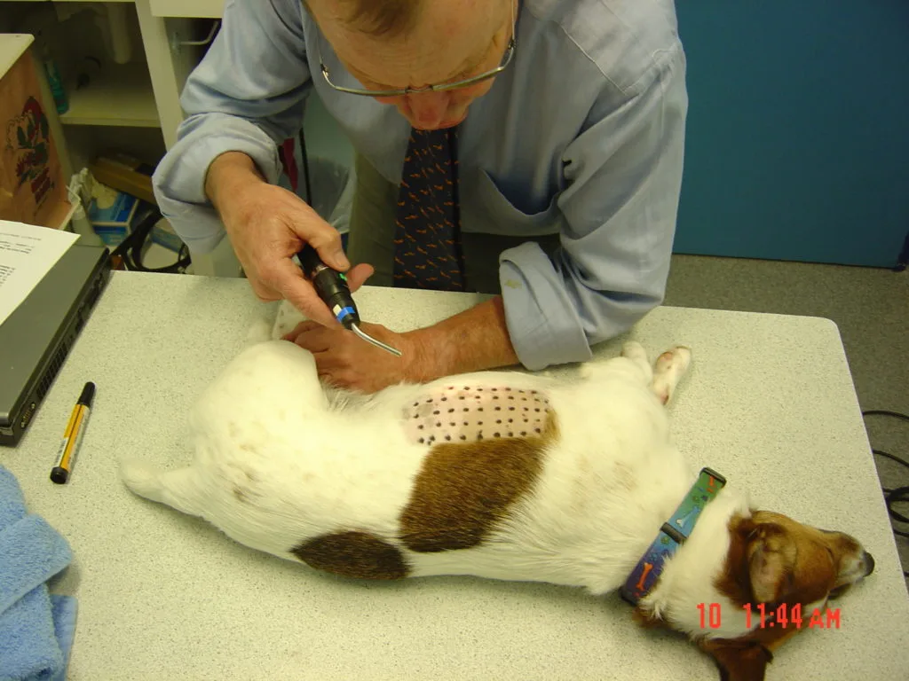allergy testing in dogs