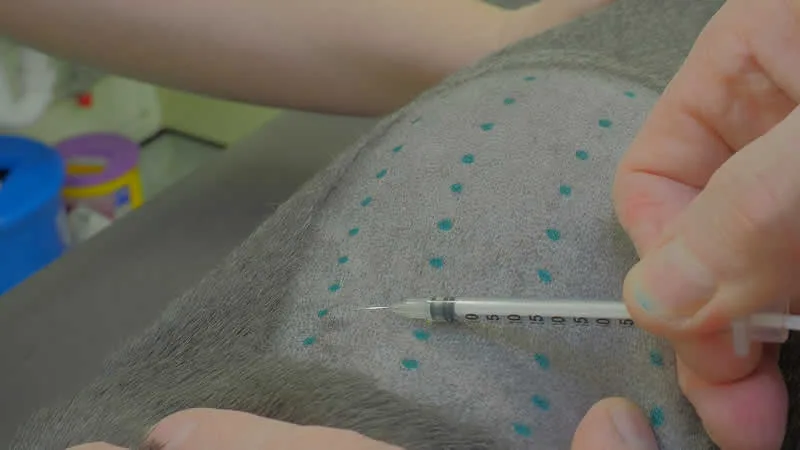 allergy testing in dogs