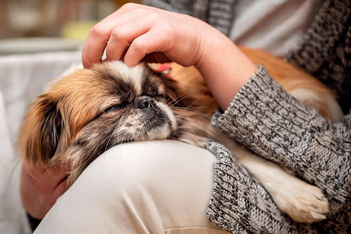 antihistamine comparison for dogs