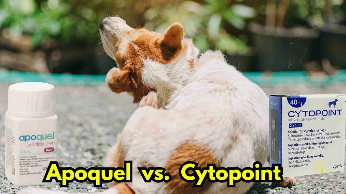 Apoquel vs Cytopoint comparison for dogs