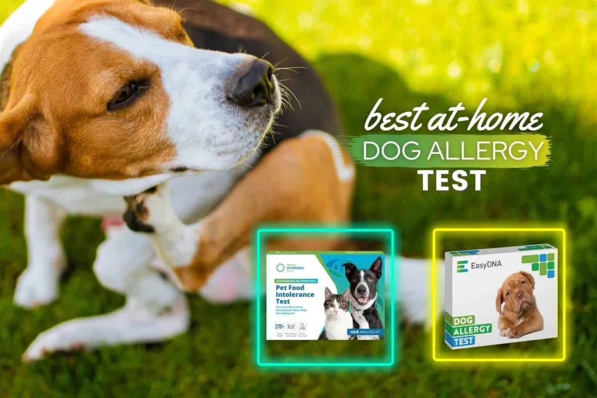 at-home dog allergy test kit