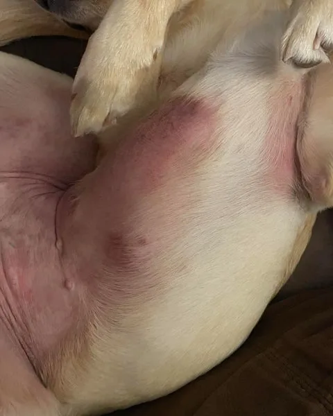 canine atopic dermatitis distribution pattern