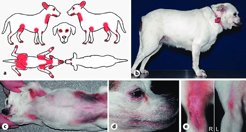 canine atopic dermatitis