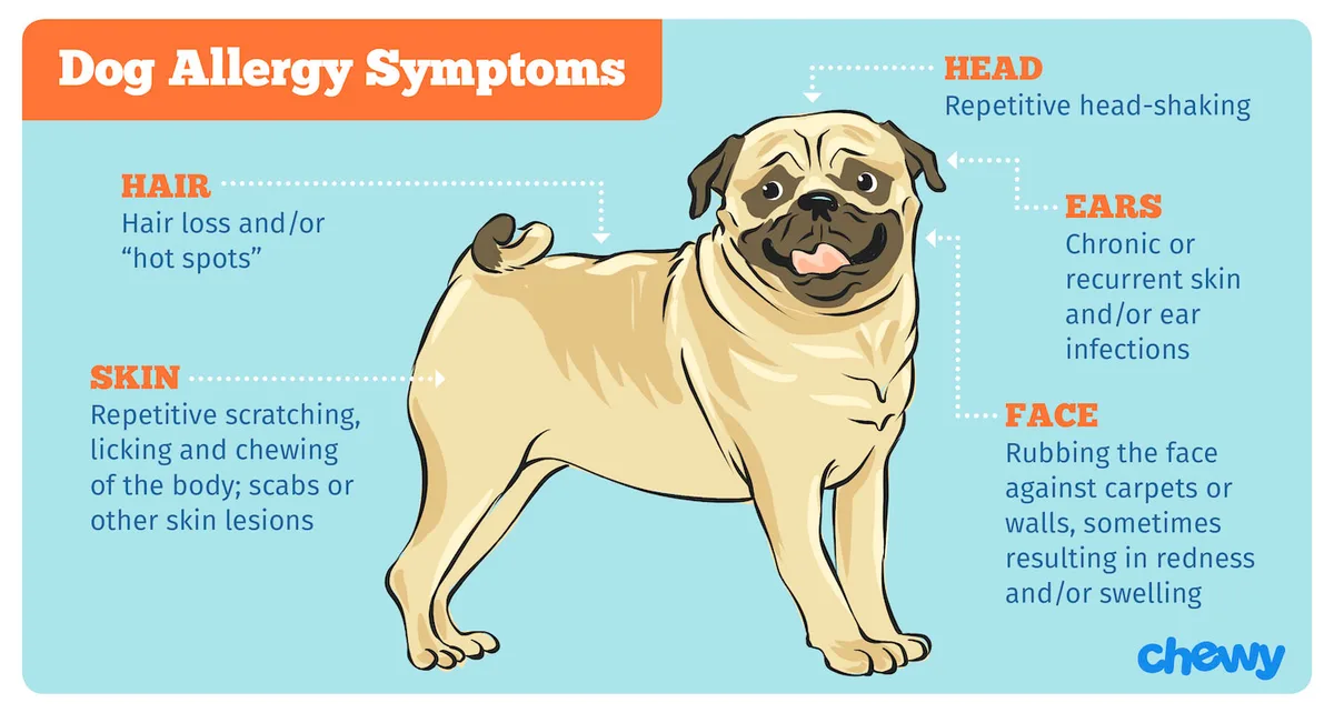 canine atopic dermatitis treatment comparison