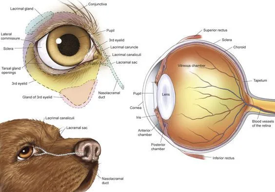 canine conjunctivitis vs eye infection vs cherry eye vs glaucoma