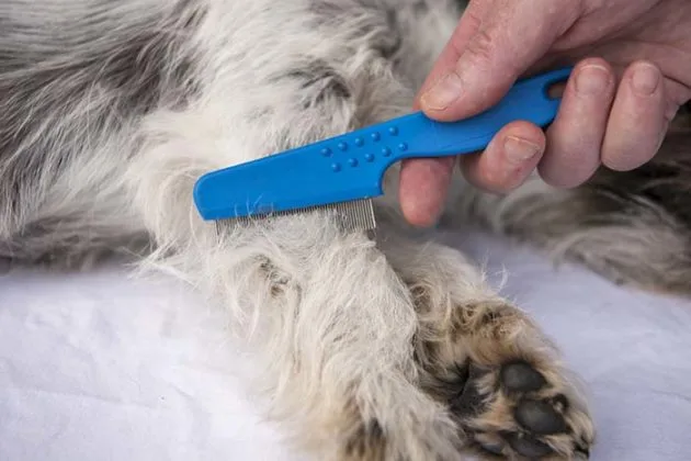 canine flea allergy dermatitis