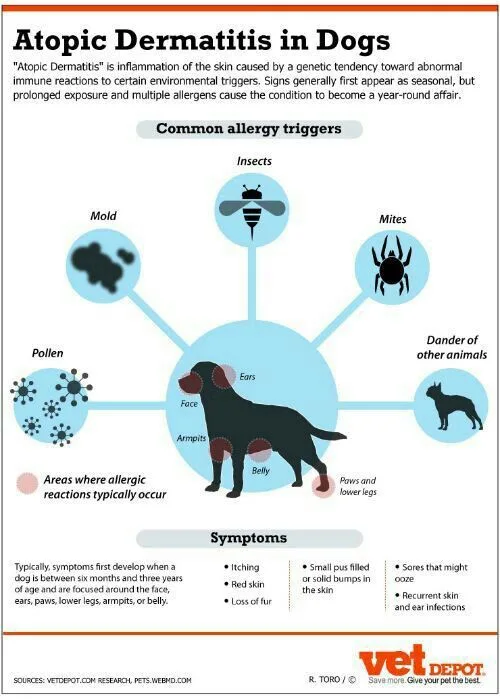 canine skin allergy types