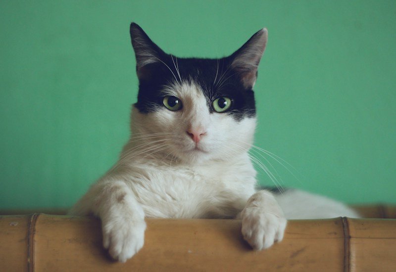 Cat Essentials Gear and Nutrition