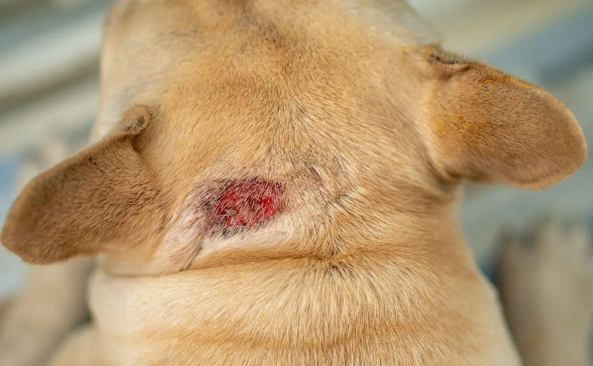 common allergy symptom locations on dogs