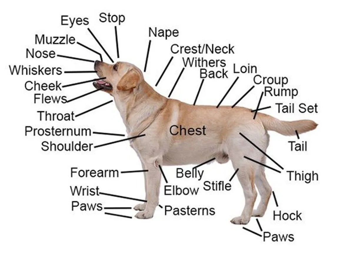 common signs and where they show up on the body
