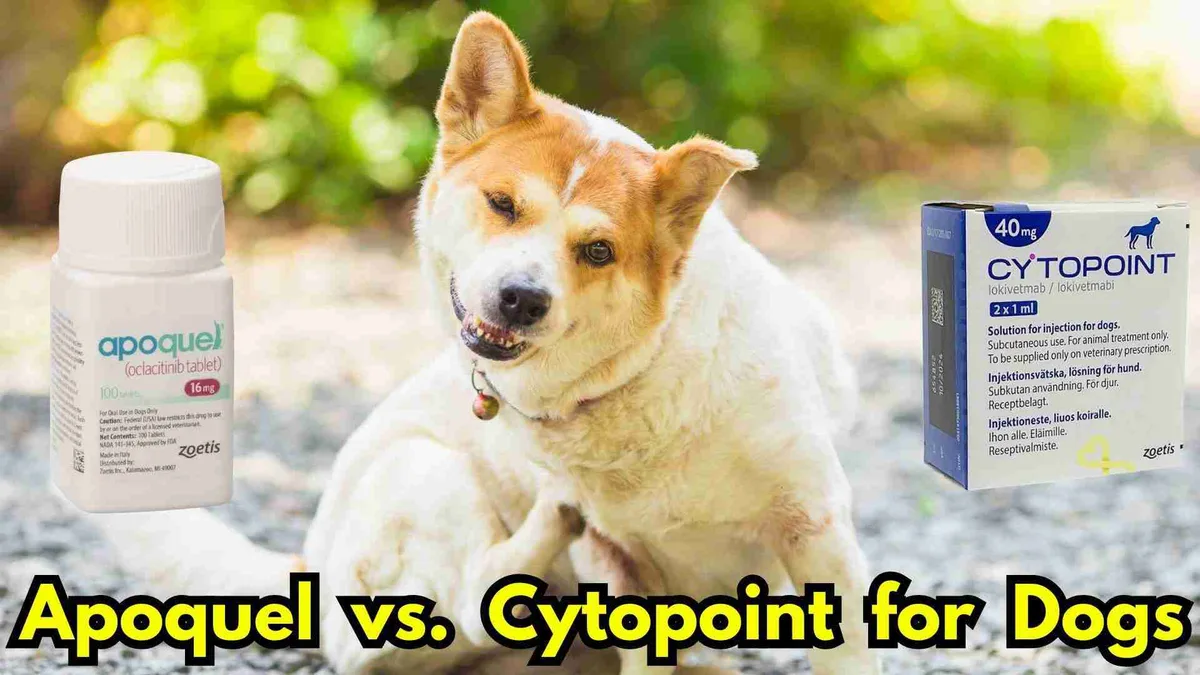 comparing Apoquel Cytopoint and allergy shots for dogs