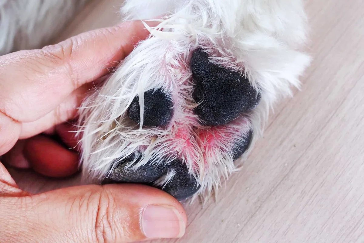 core allergy symptoms in dogs