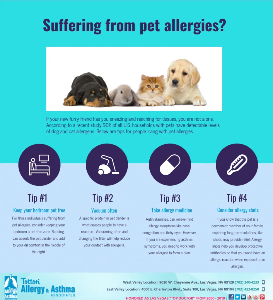 dog allergy immunotherapy treatment timeline