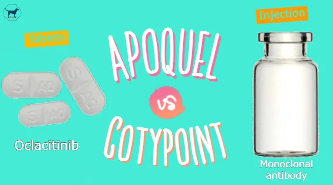 dog allergy medication comparison