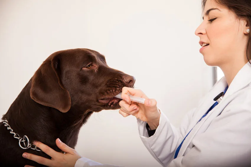 dog allergy medication timeline