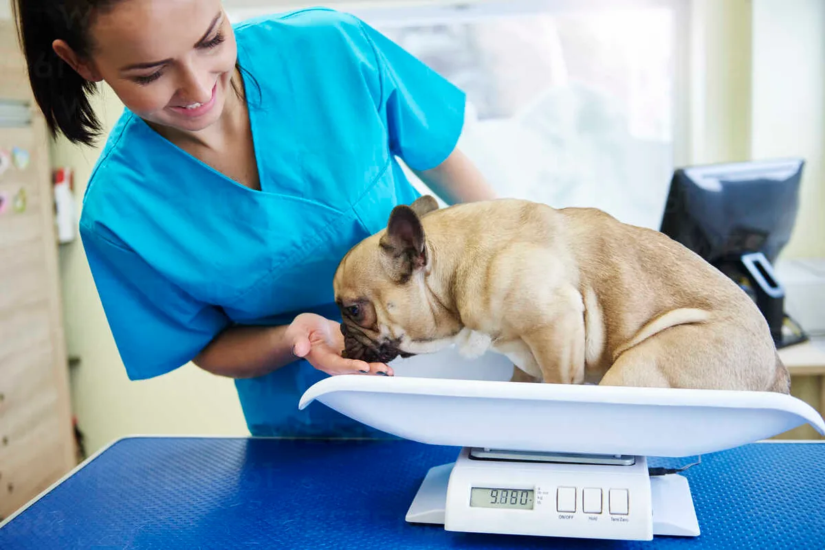 dog allergy medicine dosage chart by weight