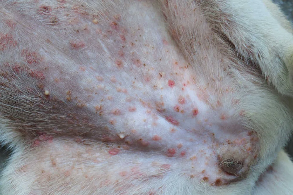 dog allergy skin reaction close-up