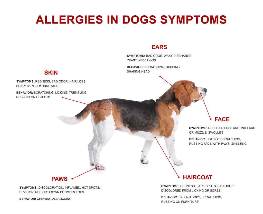 dog allergy symptom body map