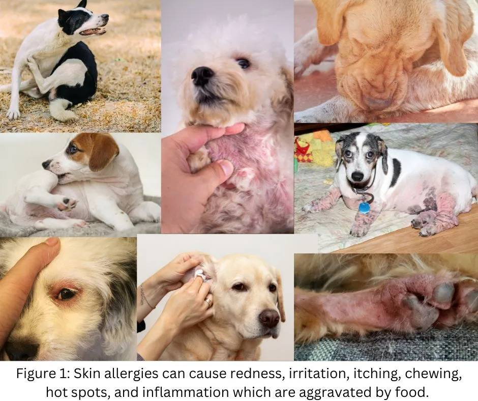 dog allergy symptom identification