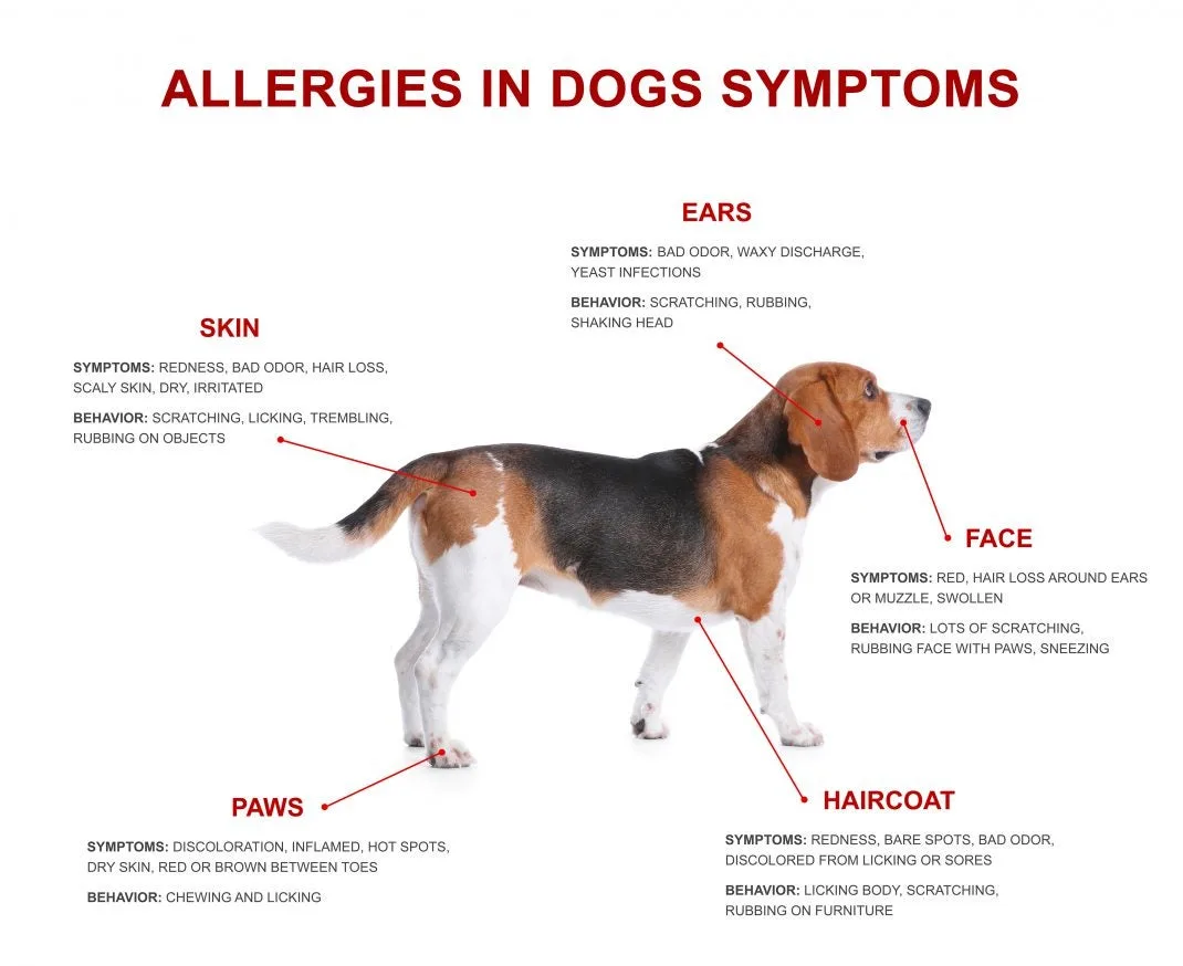 dog allergy symptoms by body area