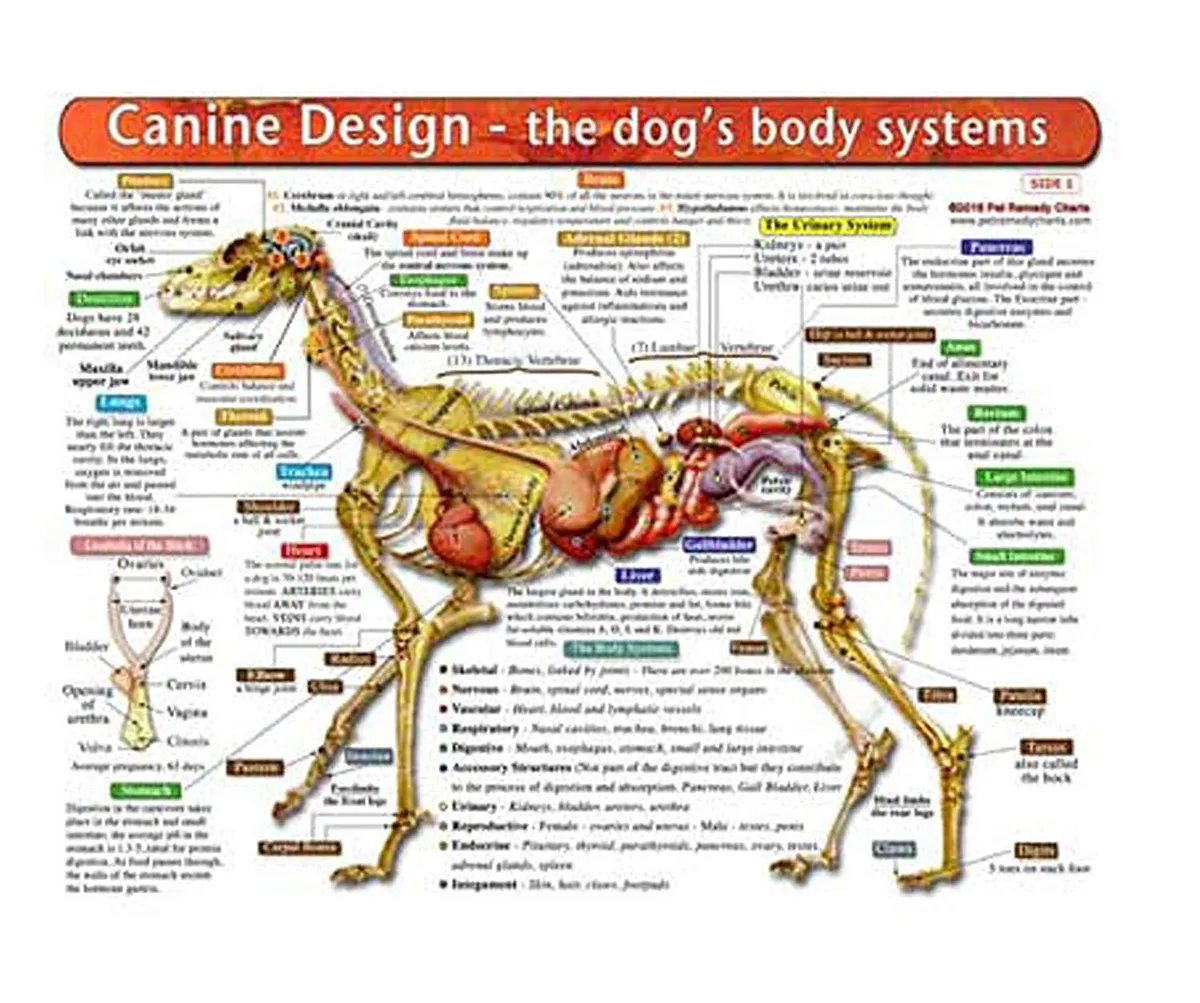 dog allergy symptoms by body location