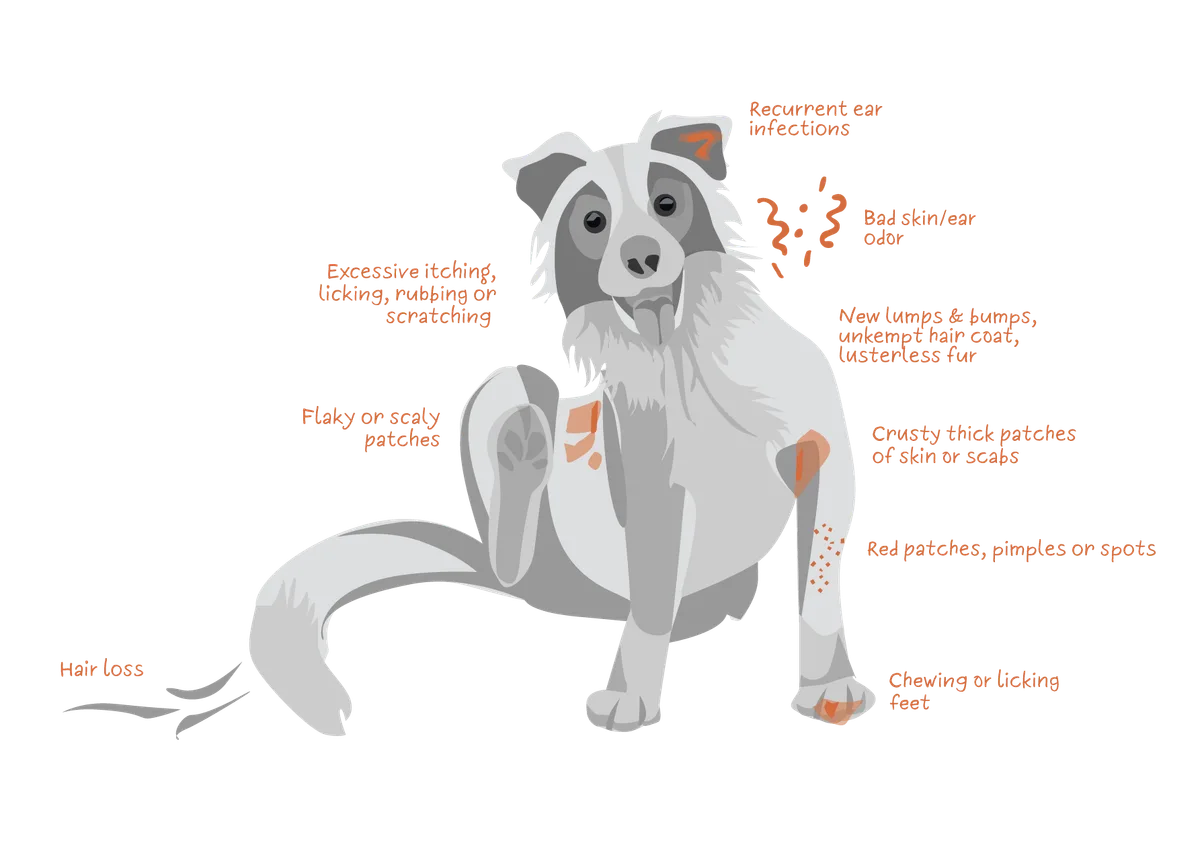 dog allergy symptoms chart