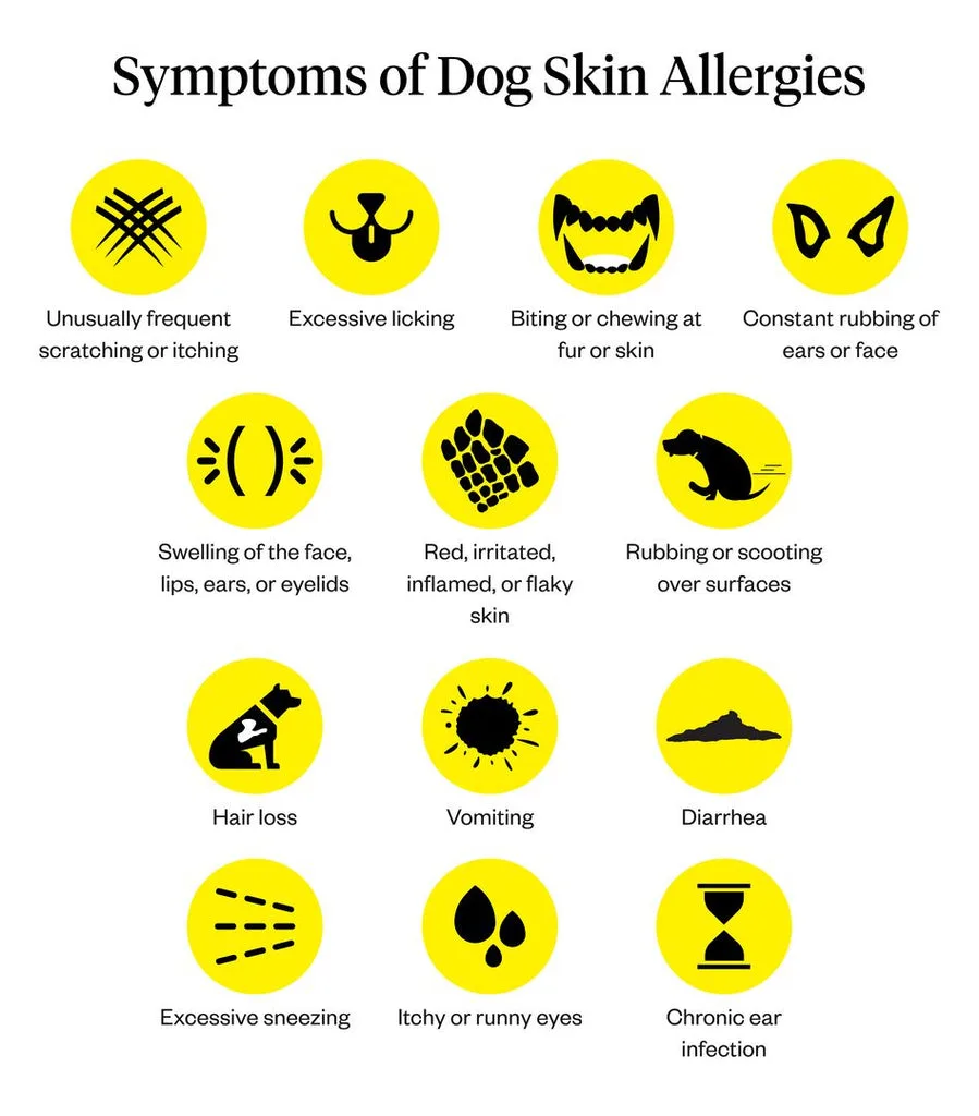 dog allergy symptoms