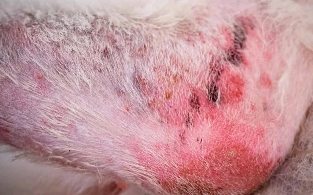 dog allergy symptoms