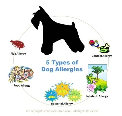 dog allergy types comparison