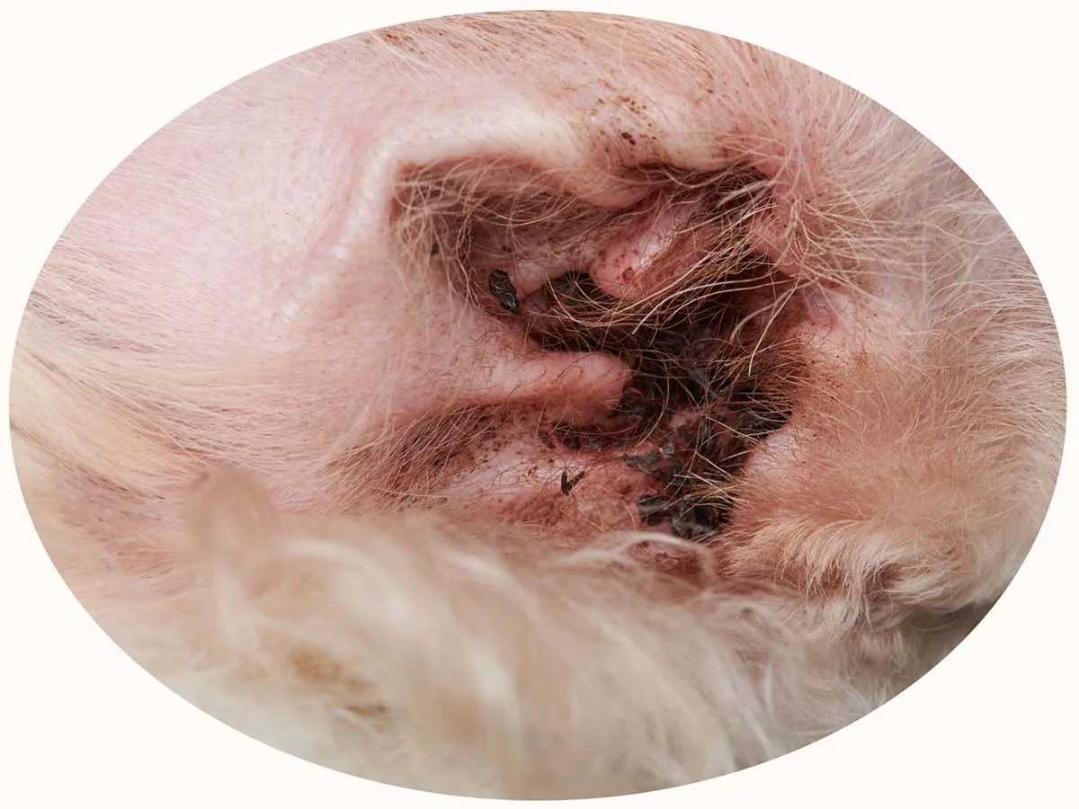 dog ear infection otitis externa