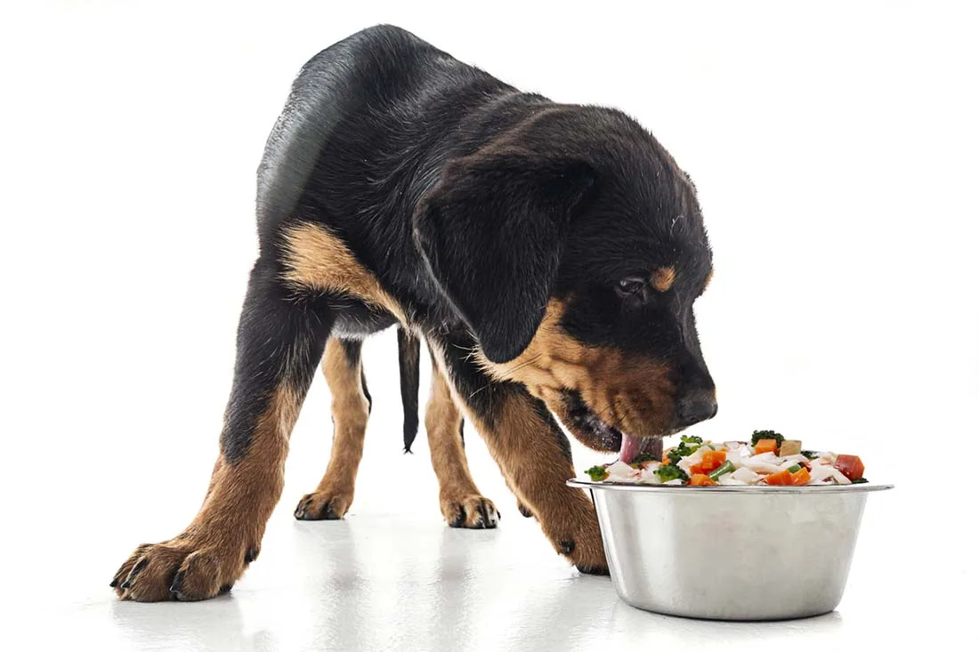 dog elimination diet trial