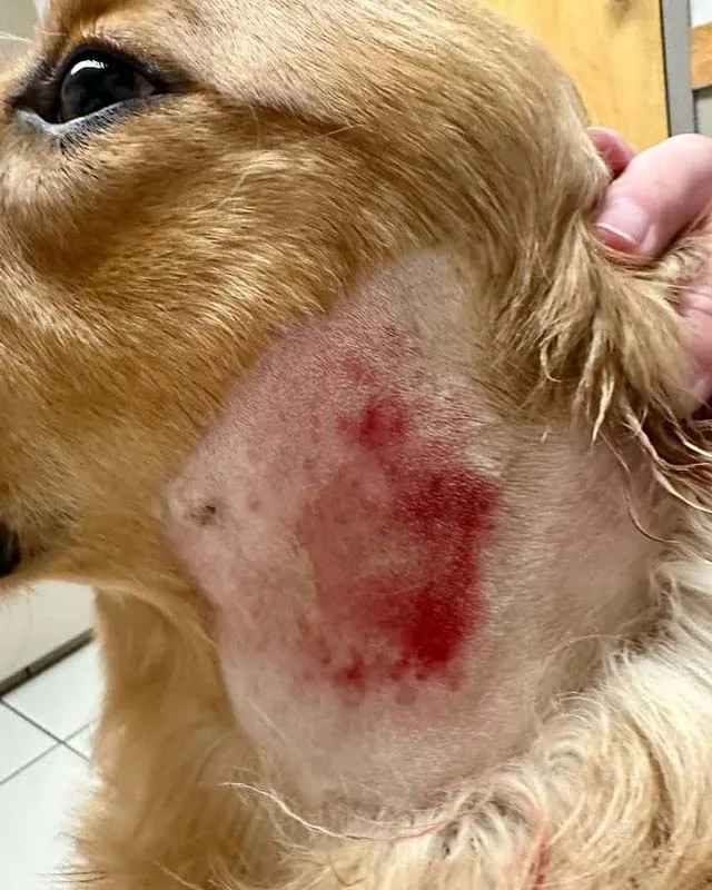 dog skin allergy symptoms