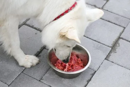 elimination diet for dog food allergies