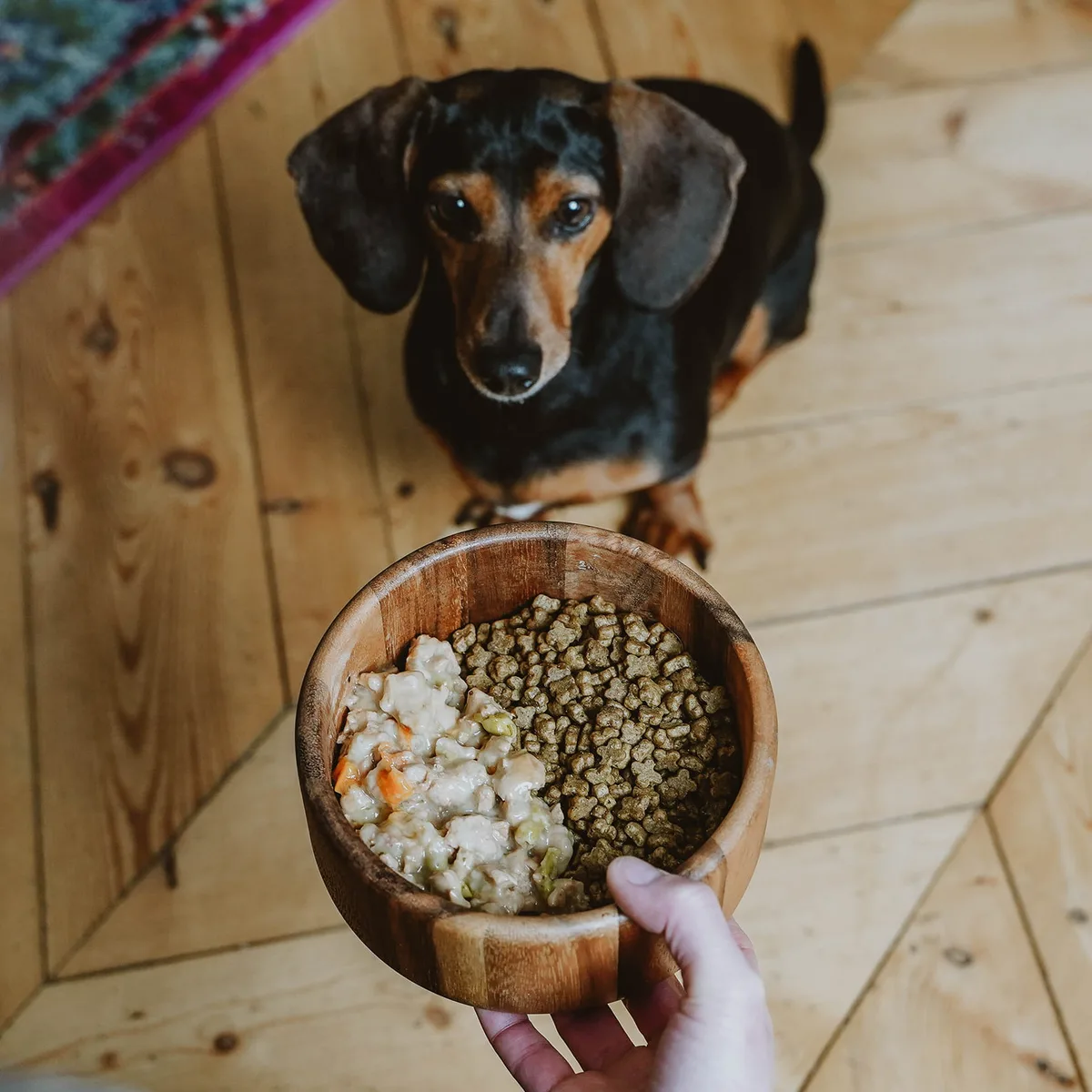 elimination diet for dog food allergies