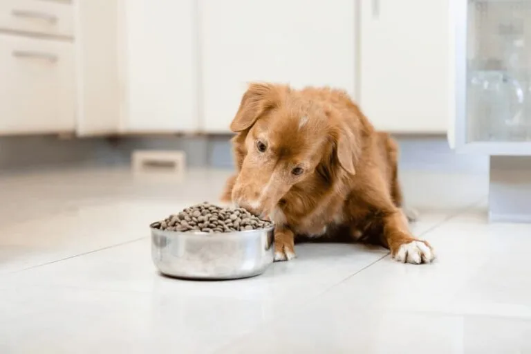 elimination diet trial for dogs