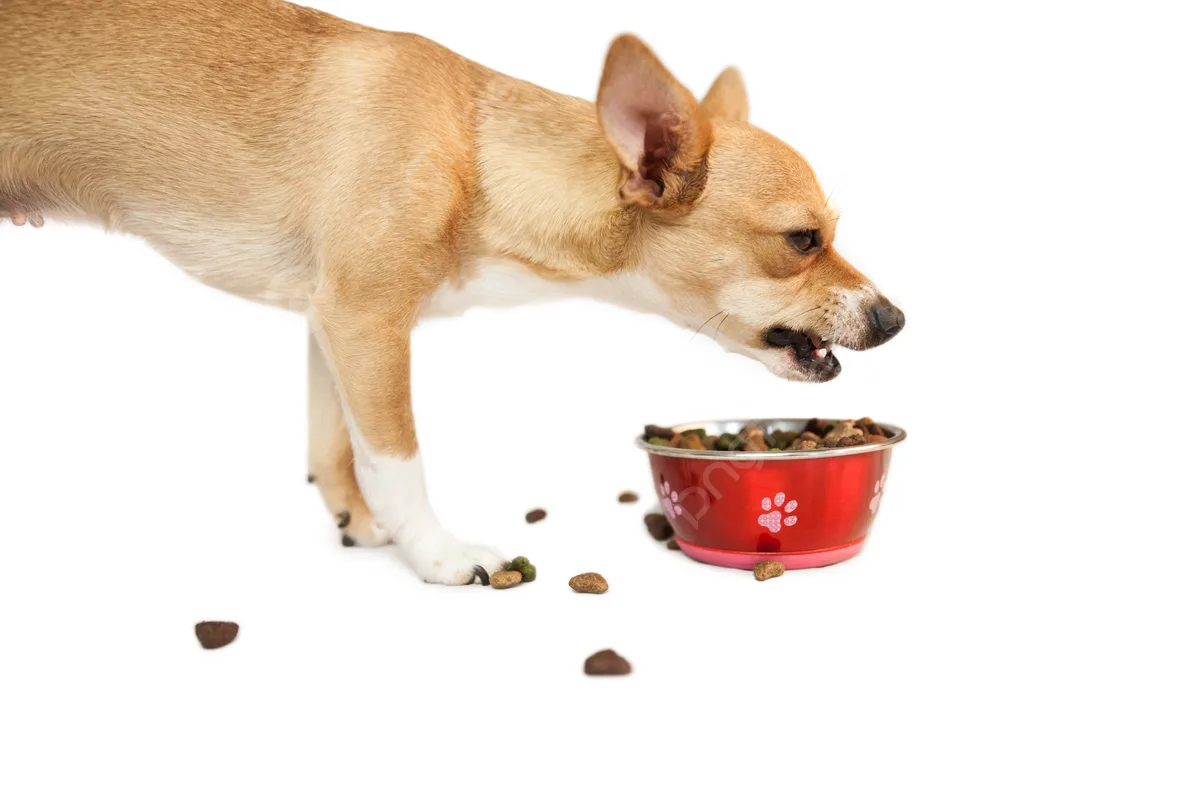 elimination diet trials for dog food allergies
