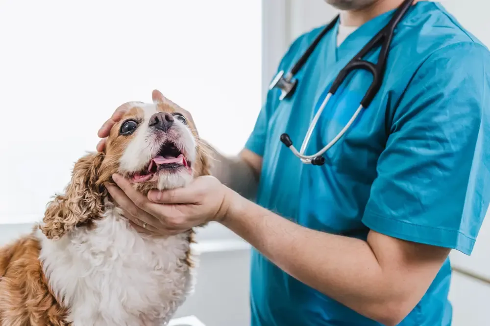 flea allergy dermatitis diagnosis