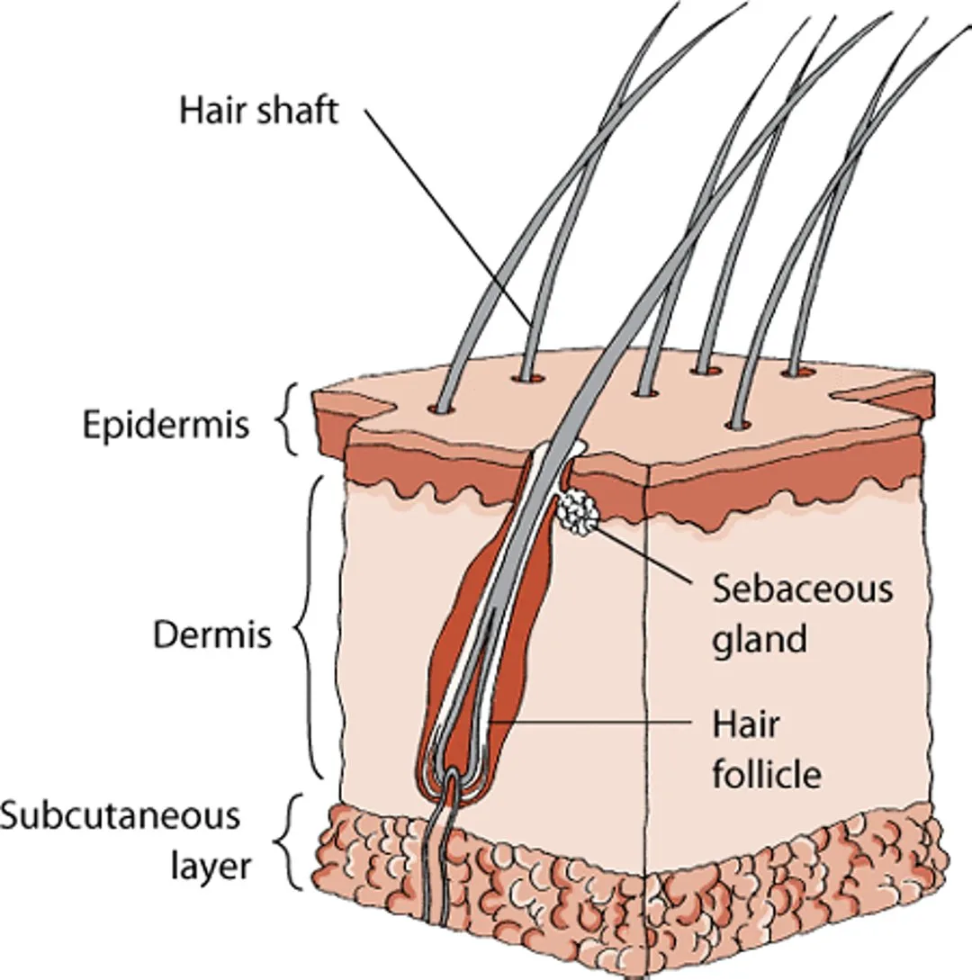 flea allergy dermatitis distribution on dogs