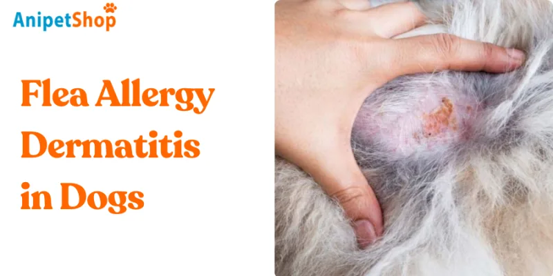 flea allergy dermatitis dog