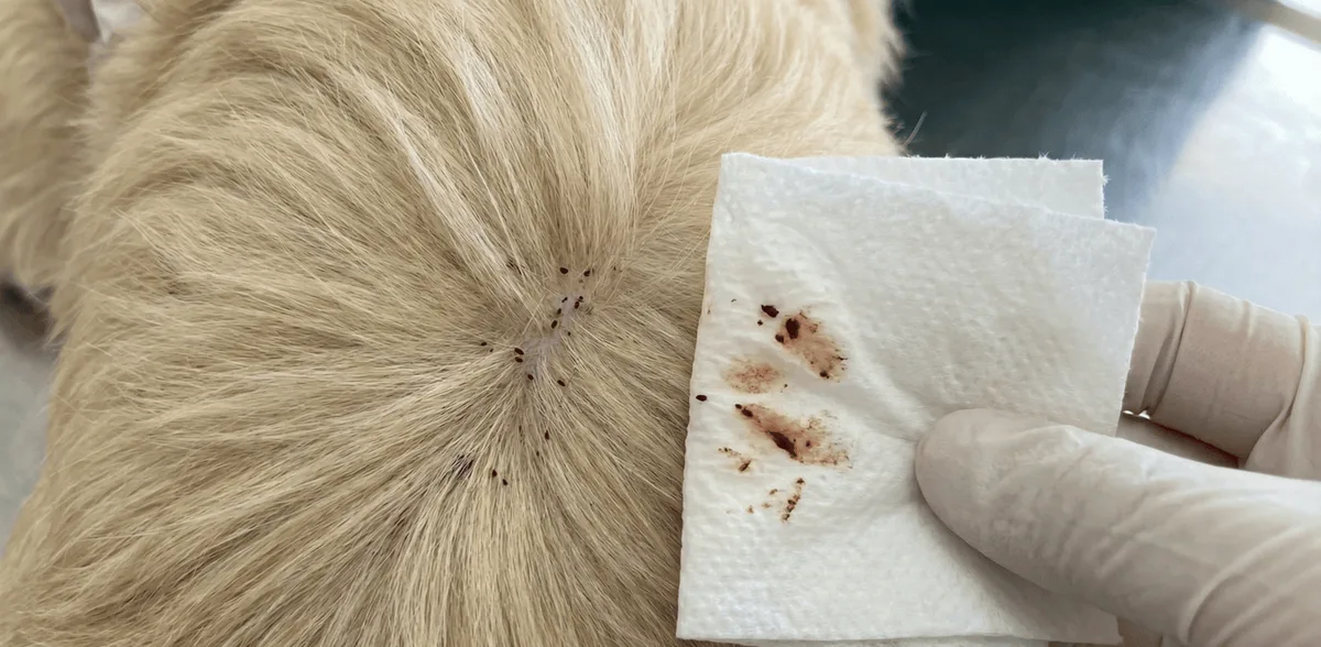 flea allergy dermatitis in dogs