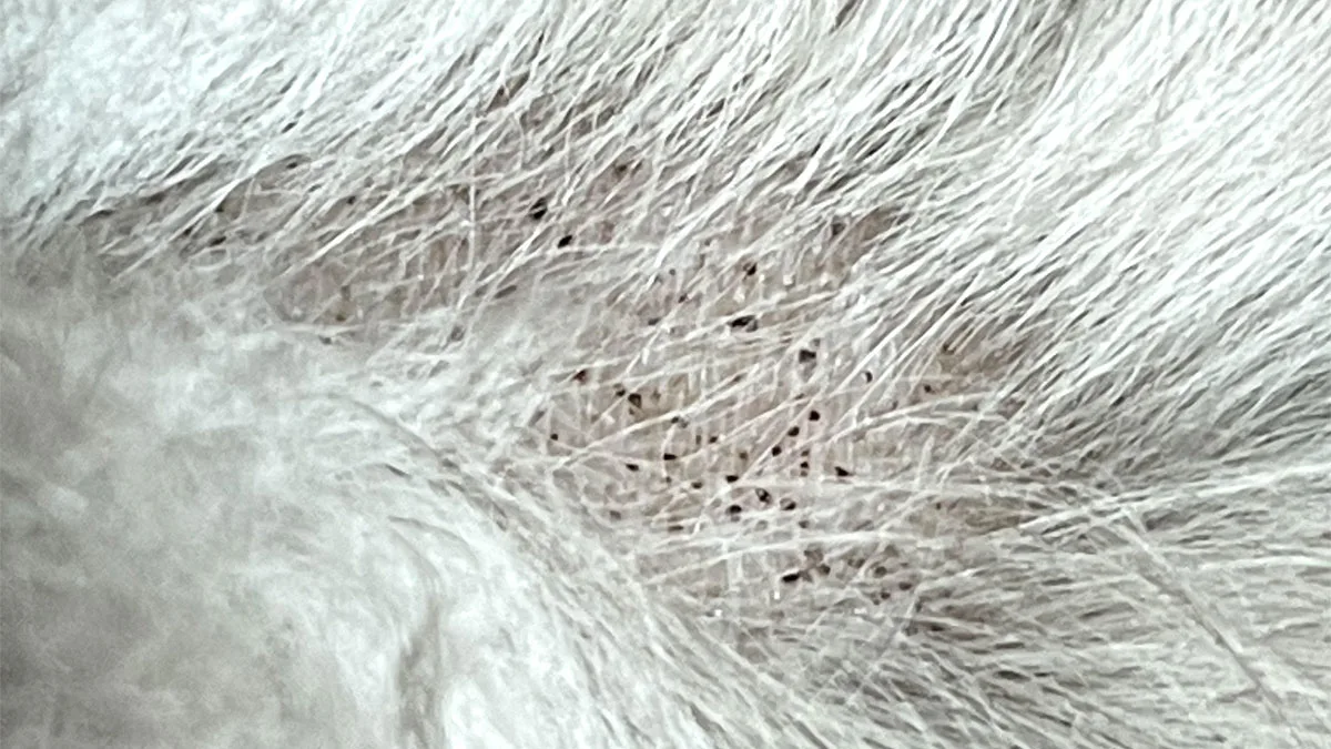 flea allergy dermatitis in dogs