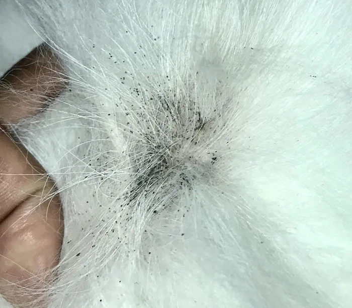 flea allergy dermatitis in dogs
