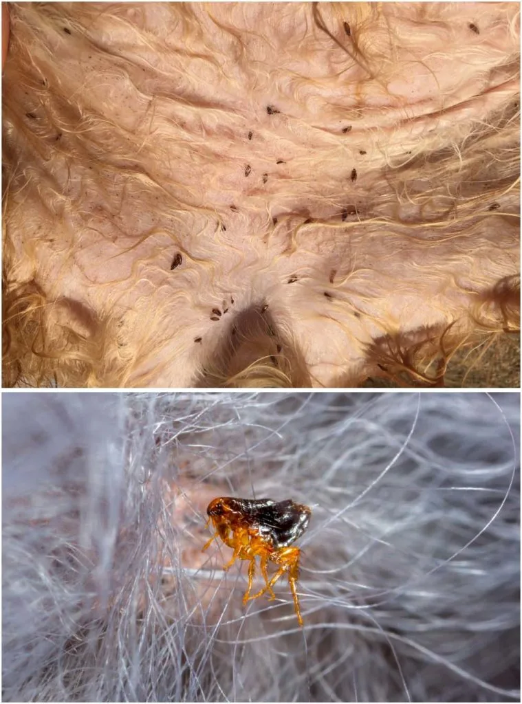 flea allergy dermatitis