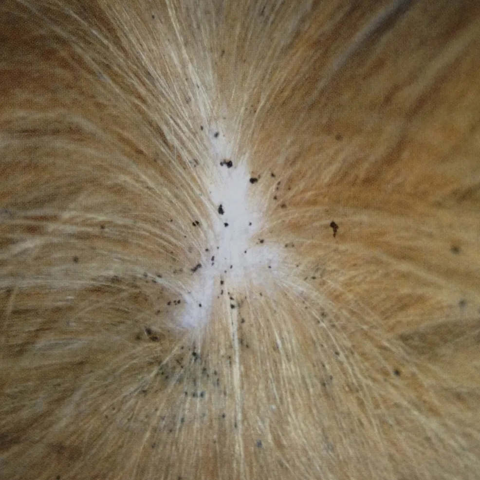 flea allergy dermatitis symptoms