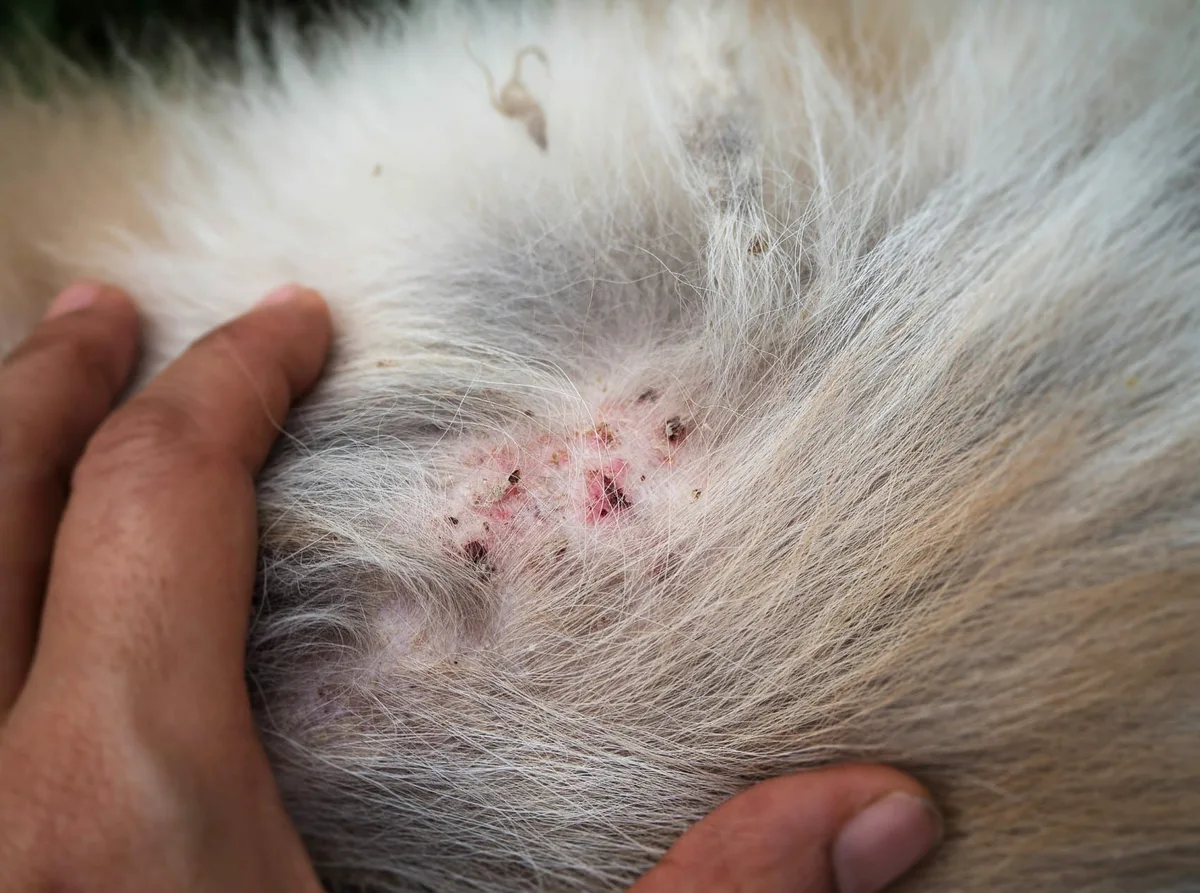 flea allergy dermatitis treatment