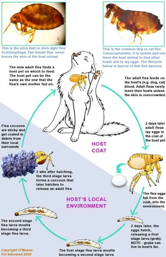 Flea life cycle diagram