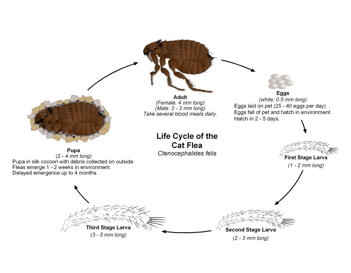 flea life cycle environmental control